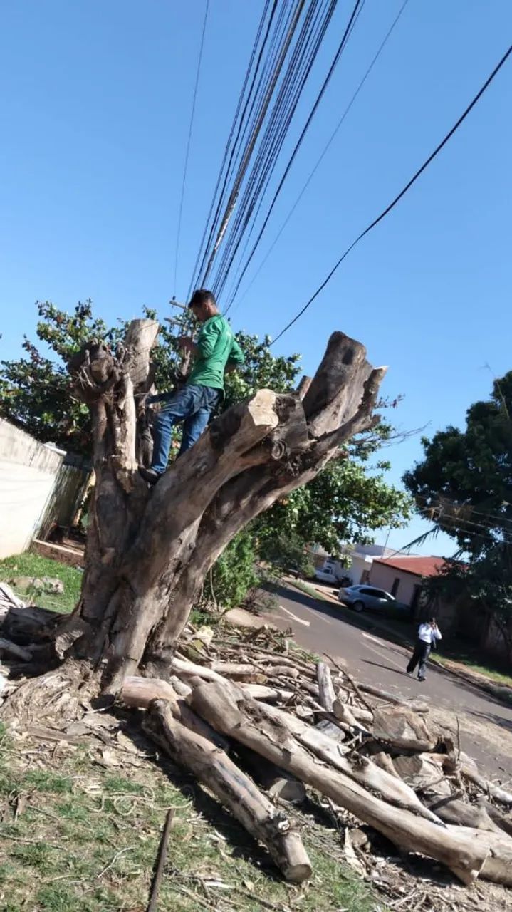 Prestação de Serviços de Jardinagem - Foto 2