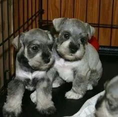 Schnauzer