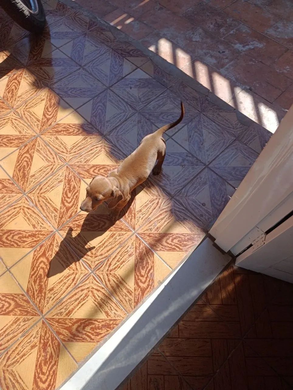 Animais de estimação  - Foto 6