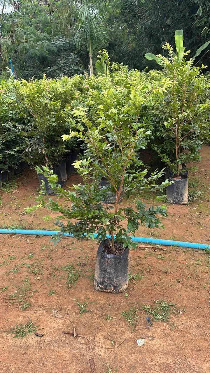 Jabuticaba Híbrida