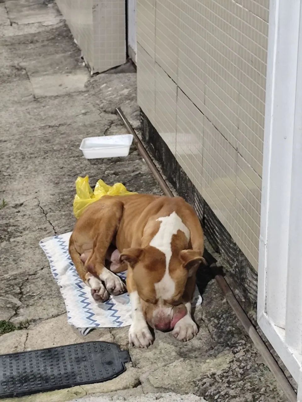Doação de Pitbull - Foto 4