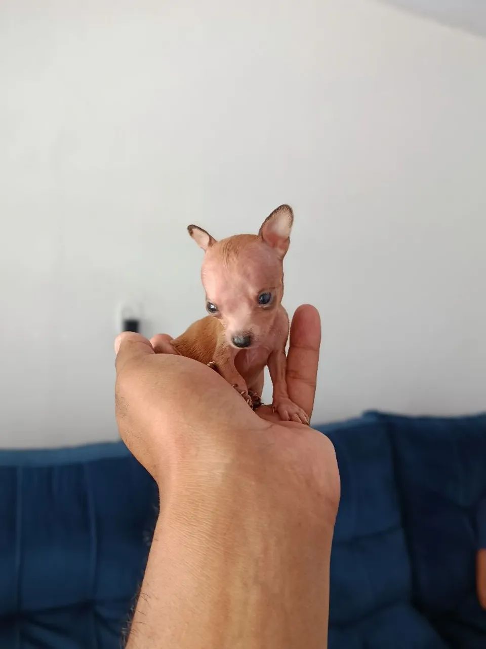 PINSCHER micro zero zero 