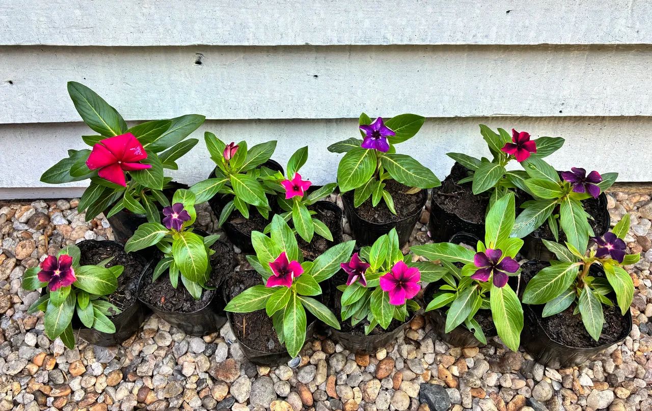 Vincas