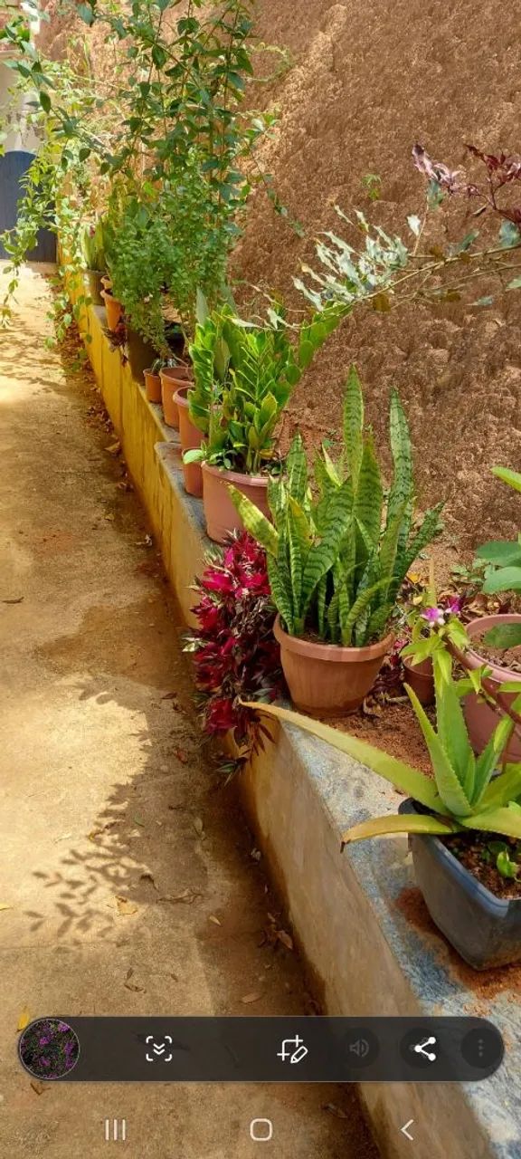 Sítio Zyon ( Paraíso)  - Foto 4