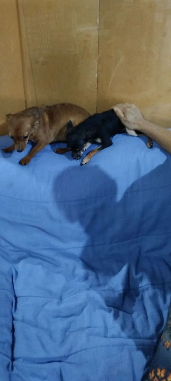 Casal de pinchers zero.