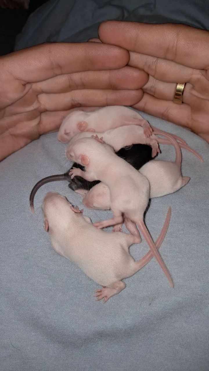 Ratinhos twister para adoção responsável  - Foto 2