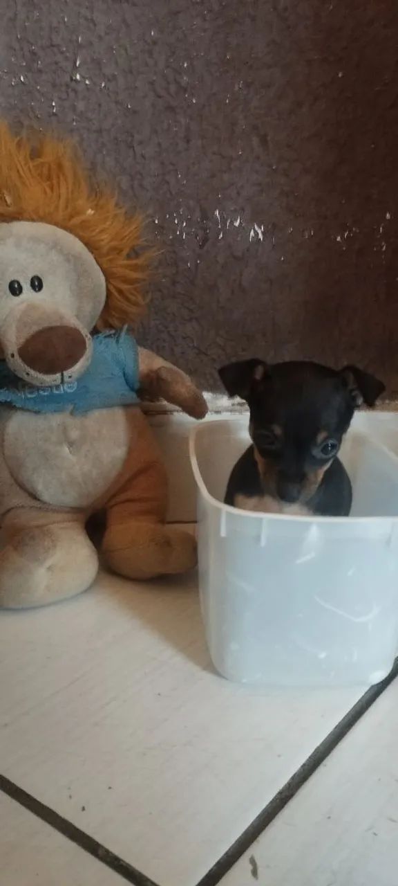 Pinscher miniatura  - Foto 3