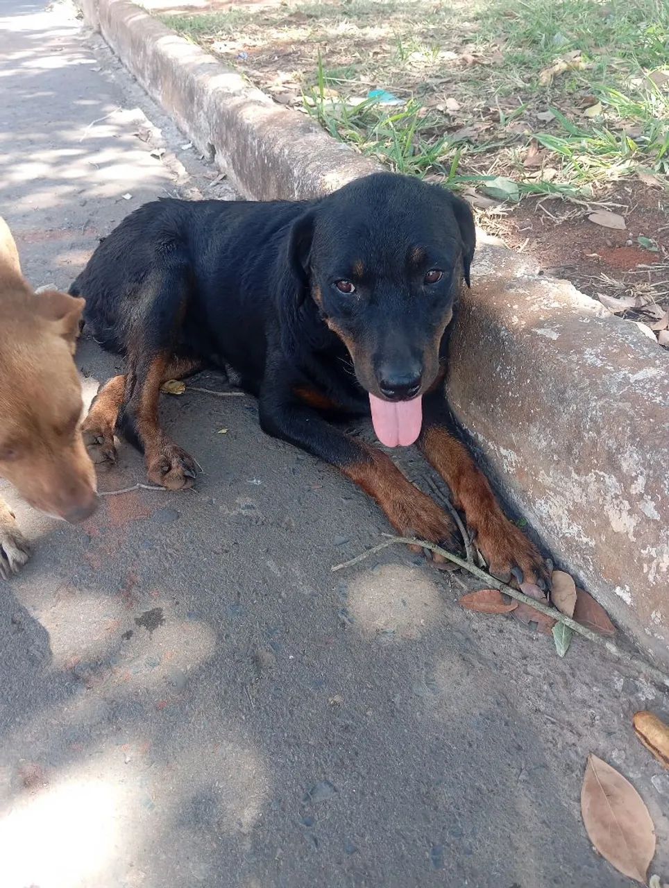 Cachorro rowvallen com slepsia  - Foto 3