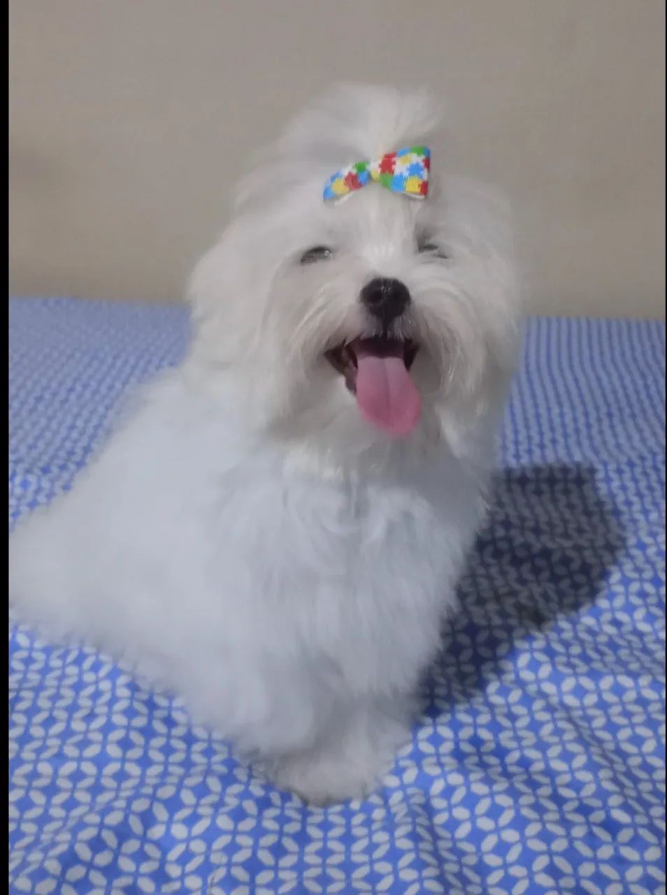 MALTÊS MACHO  - Foto 2