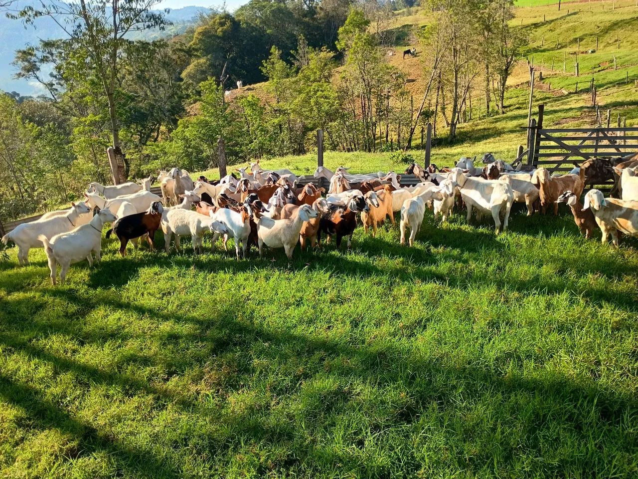 Cabras - Foto 2