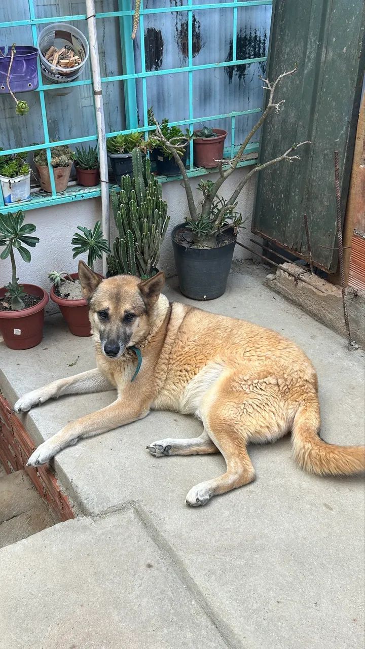 Doação de cachorro  - Foto 3