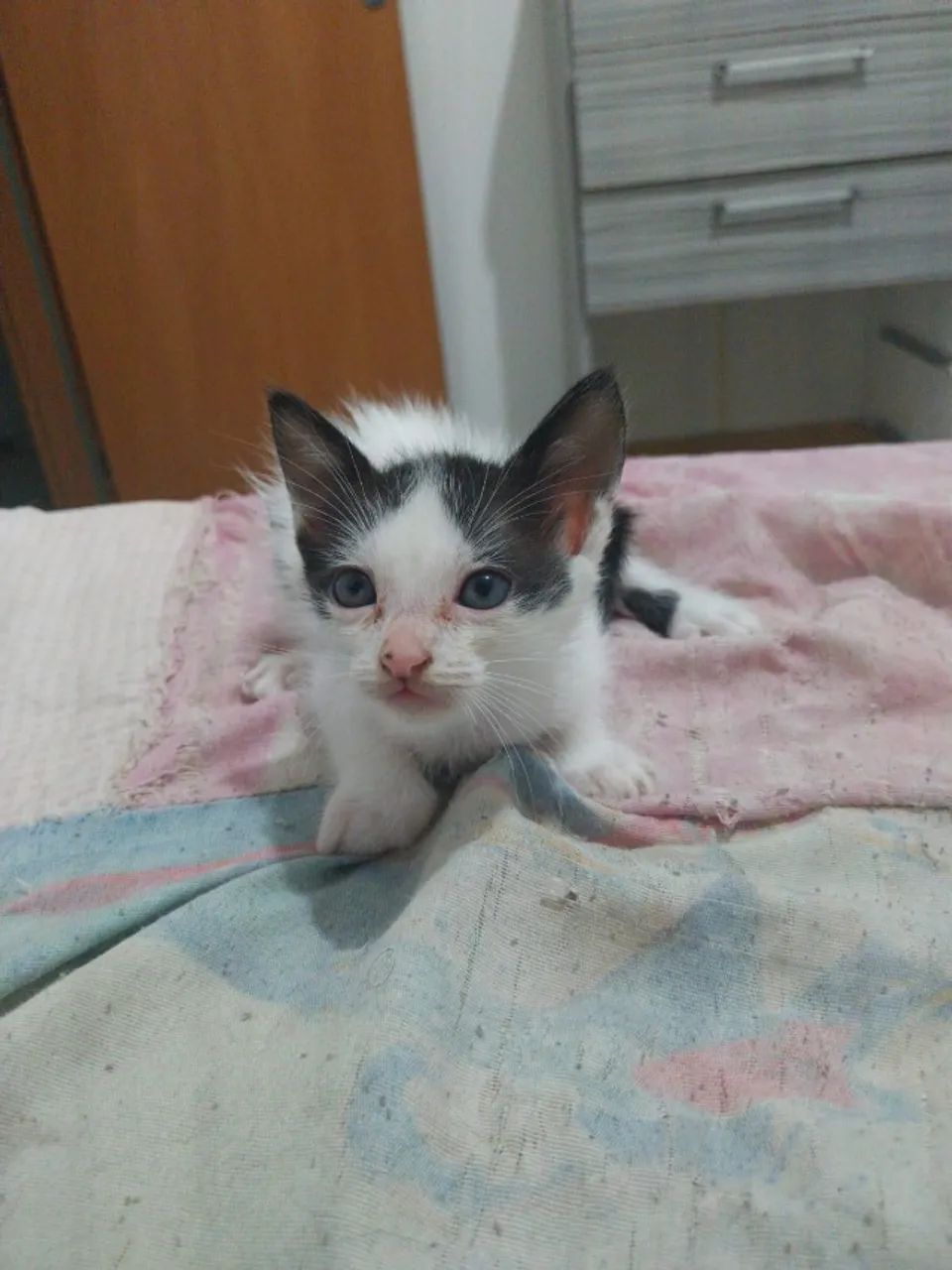 Gatos para adoção  - Foto 2