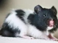 Hamster-sírio - Foto 4