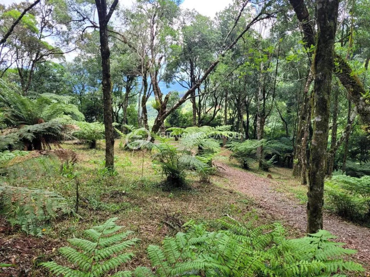 SITIO COM LINDA VISTA E CACHOEIRA - Foto 4
