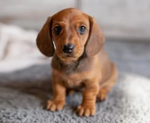 Basset Dachshund Filhotes Alegres e Perfeitos. 