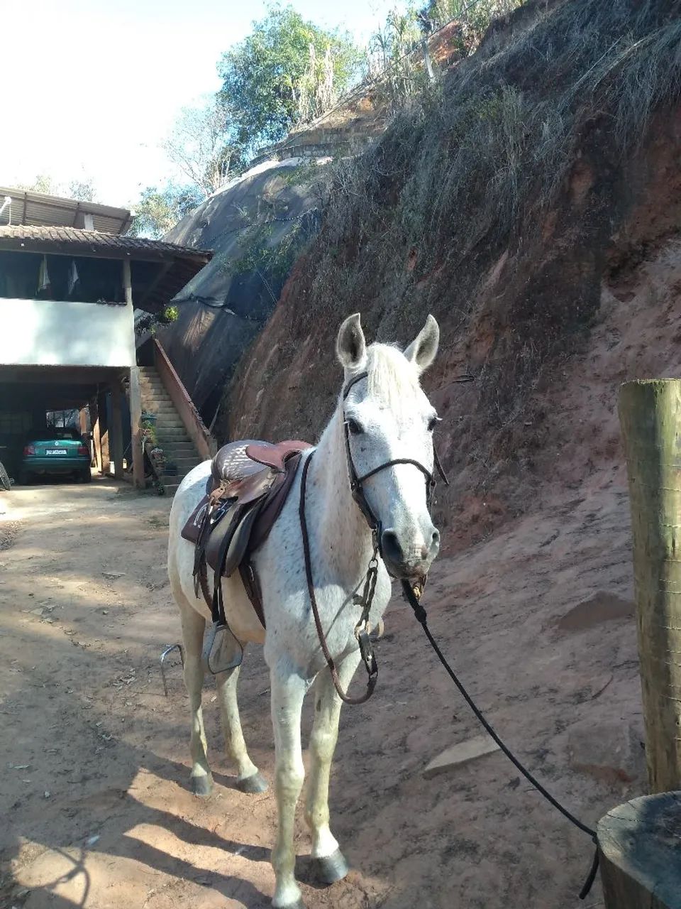 Cavalo marcha picada  - Foto 2