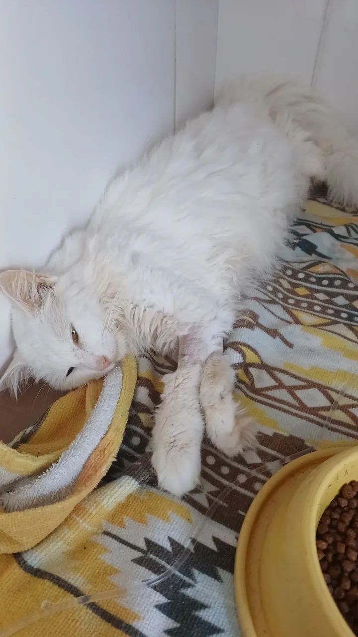 Cx de areia automática  - Foto 5