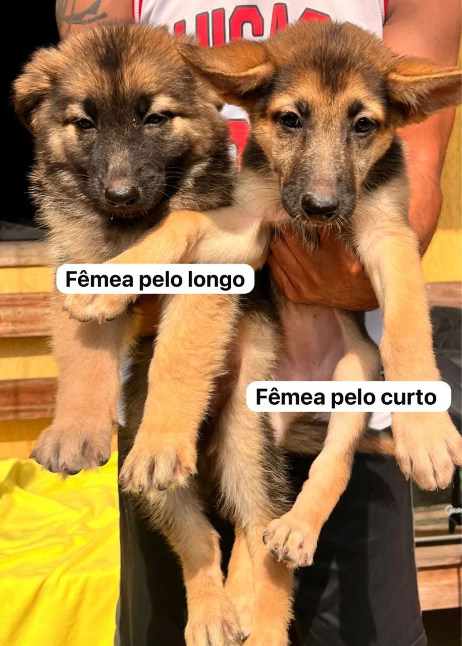 Pastor manto negro  - Foto 2