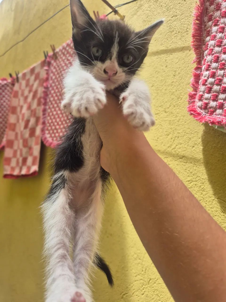 GATINHOS ADOÇÃO - Foto 4