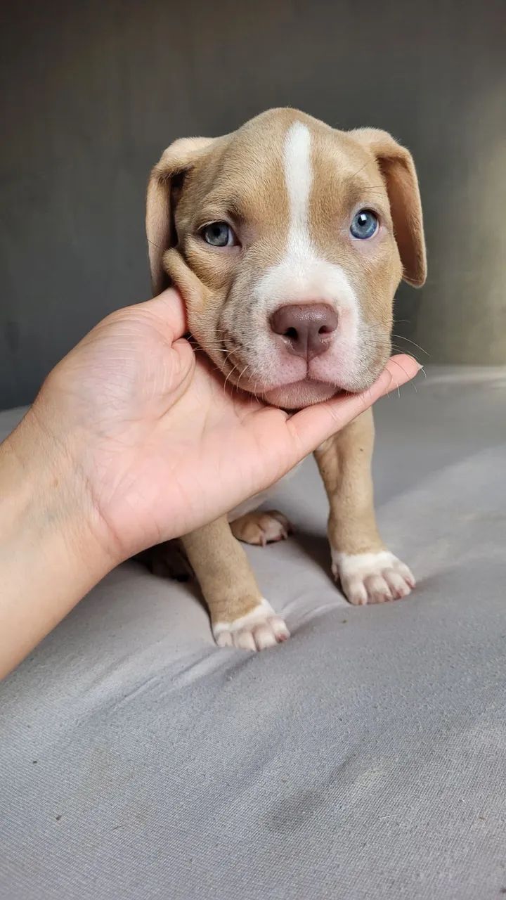 Filhotes American Bully com Pedigree - Foto 3
