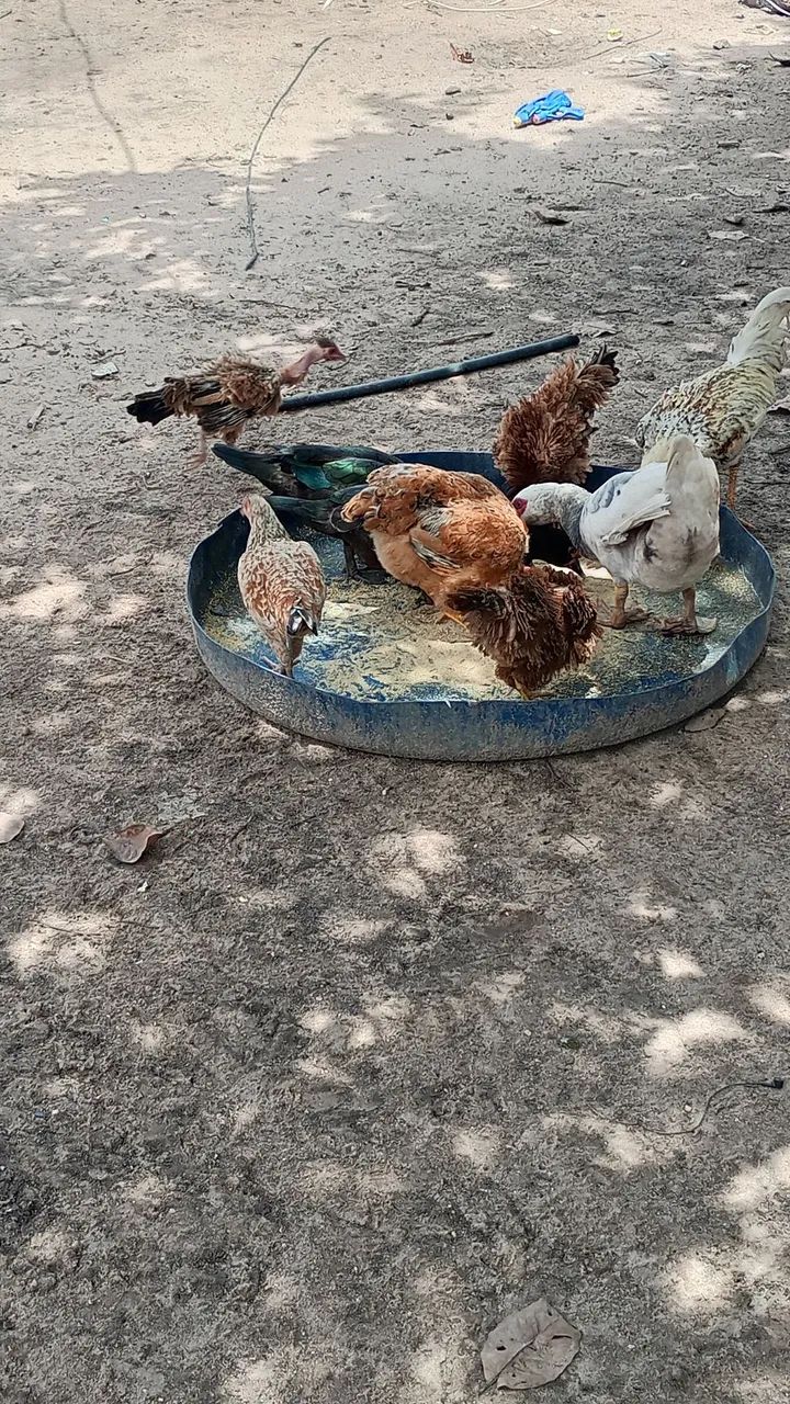 Galinhas e Casal de Pato - Foto 3
