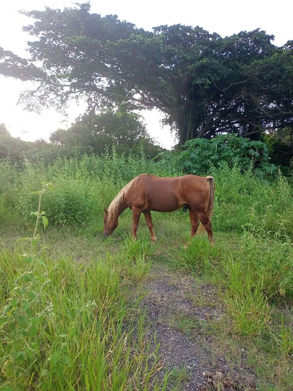 Cavalo QM  - Foto 3