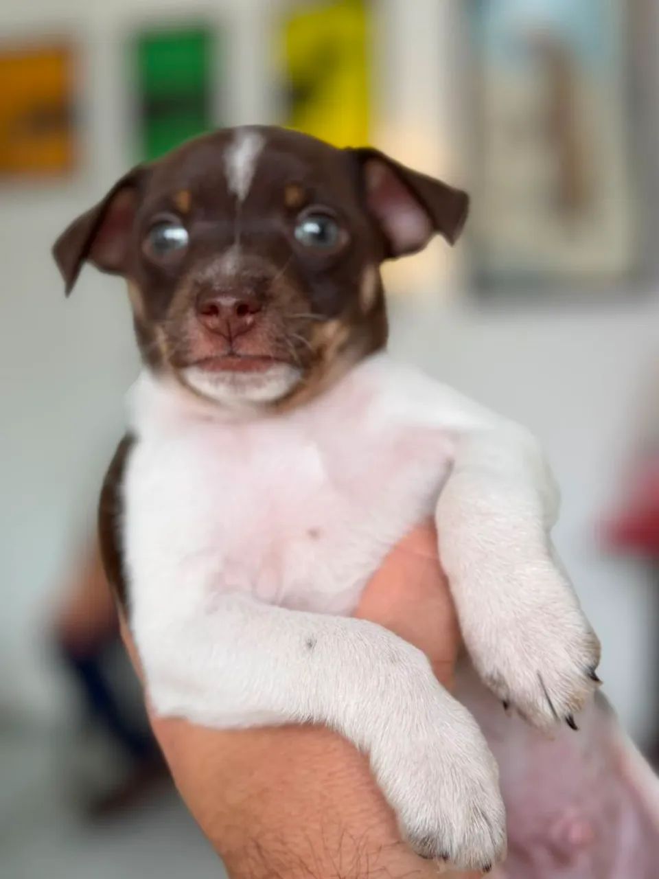 Pincher vendo - Foto 4