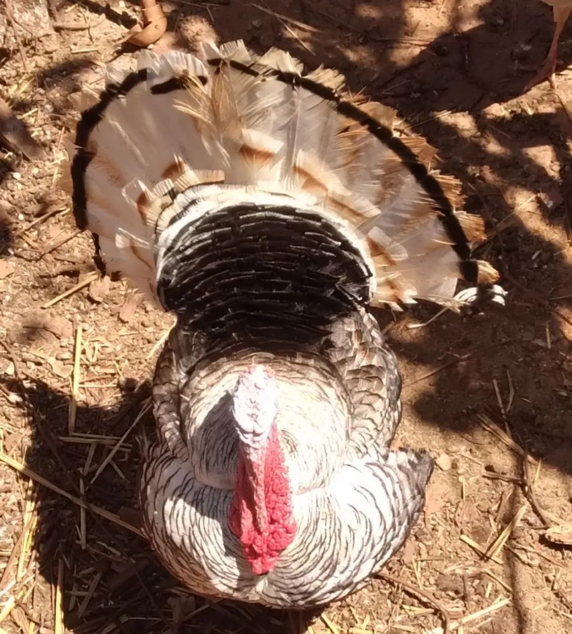 Peru fêmeas e machos já adultos - Foto 2
