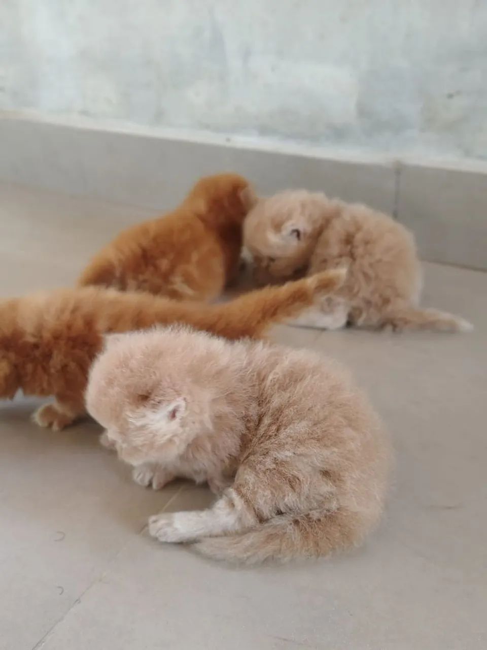 Filhotes de gato persa  - Foto 4