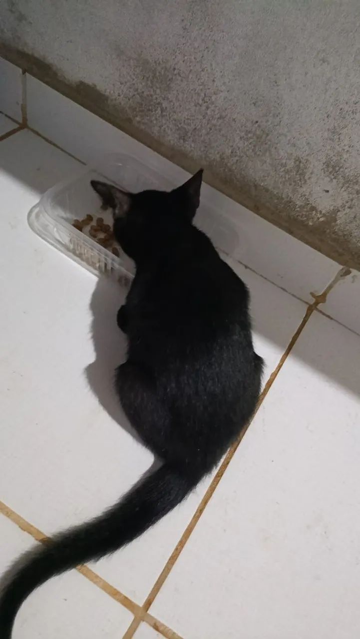 Doação de Gatos 