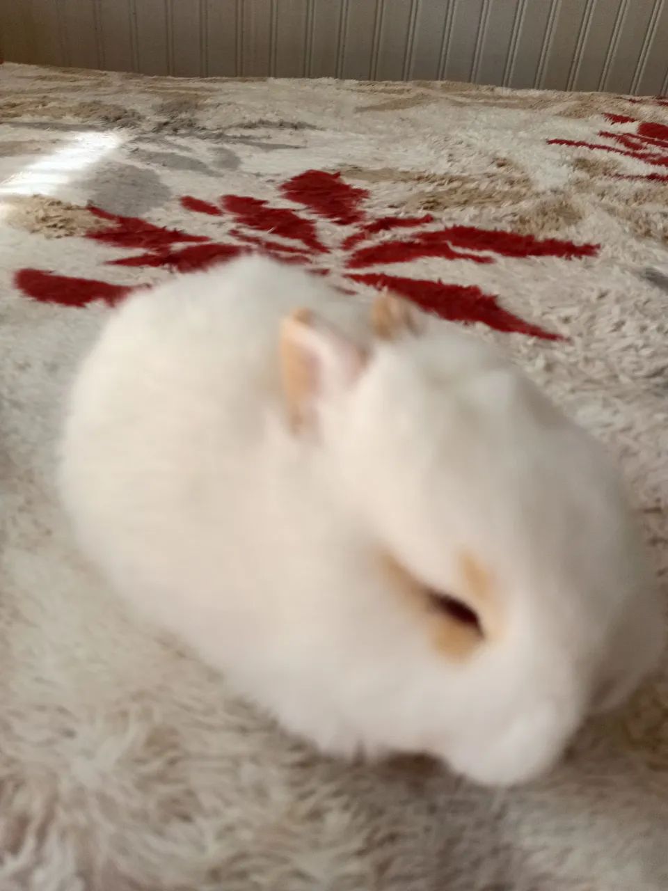 Netherland dwarf  - Foto 2