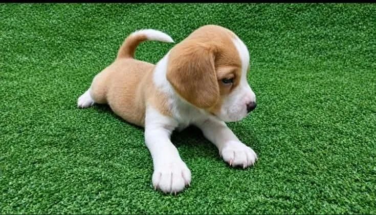 Filhotes de Beagle  - Foto 2
