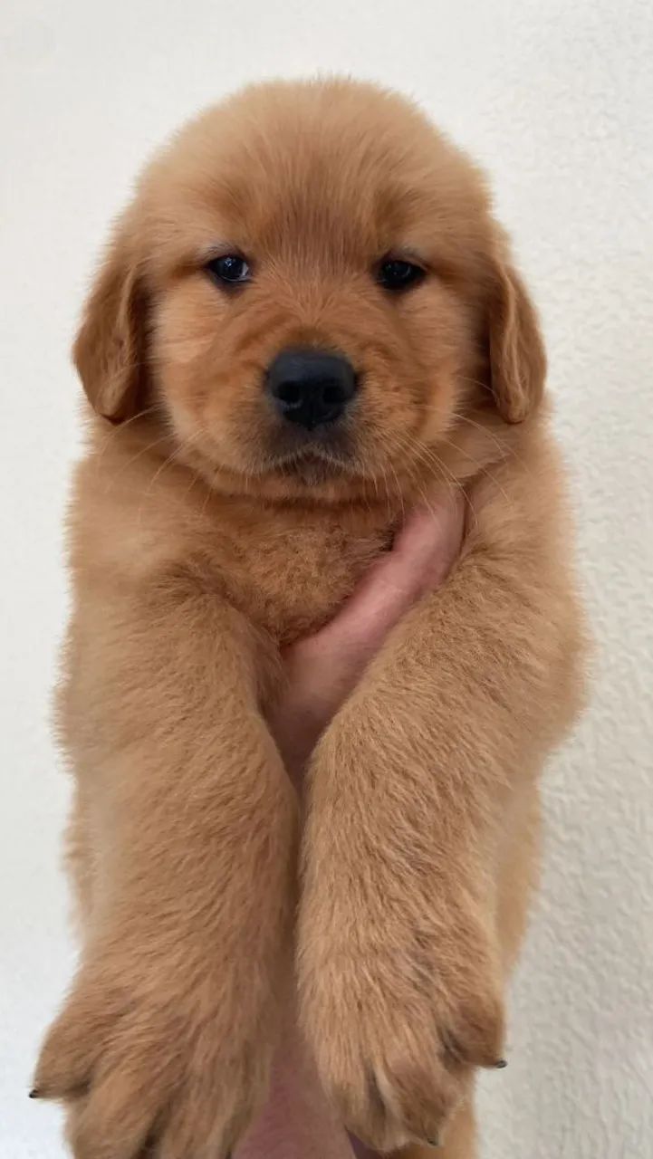 Golden Retriver macho lindo - Foto 2