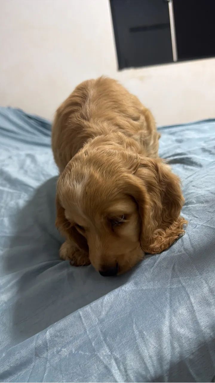 Cocker Macho  - Foto 3