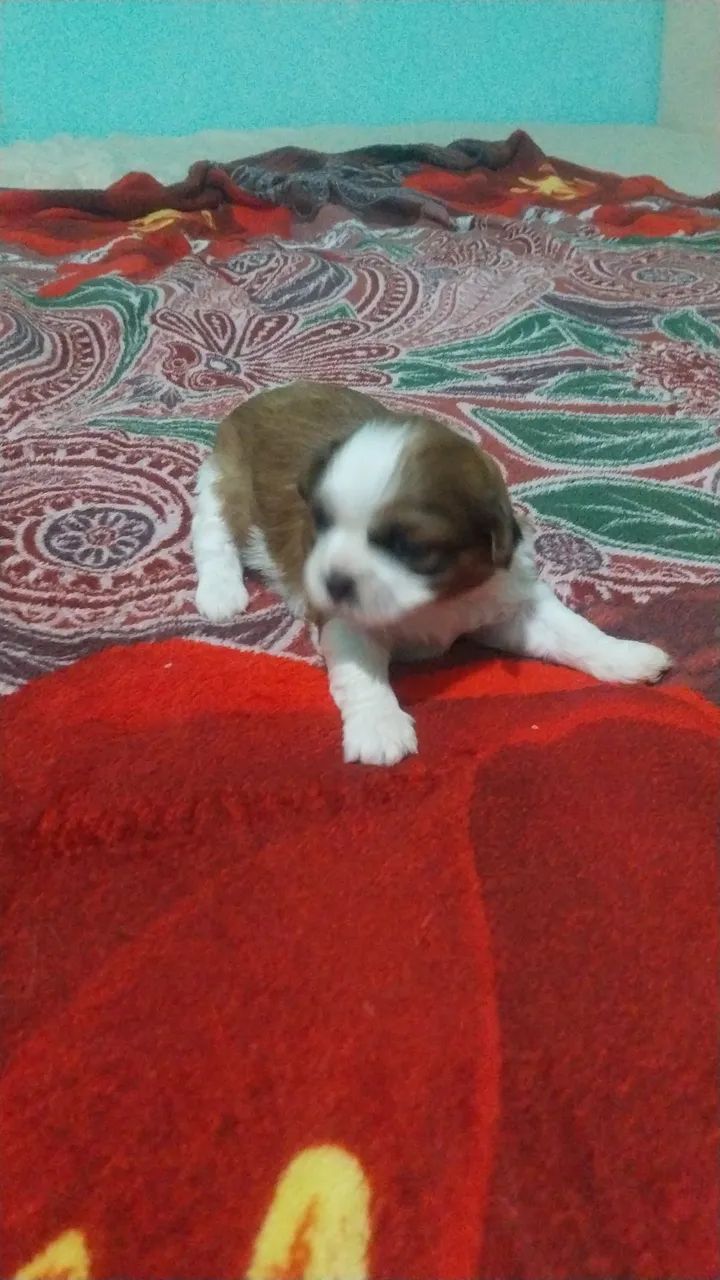 Shih teu 700,09 - Foto 2