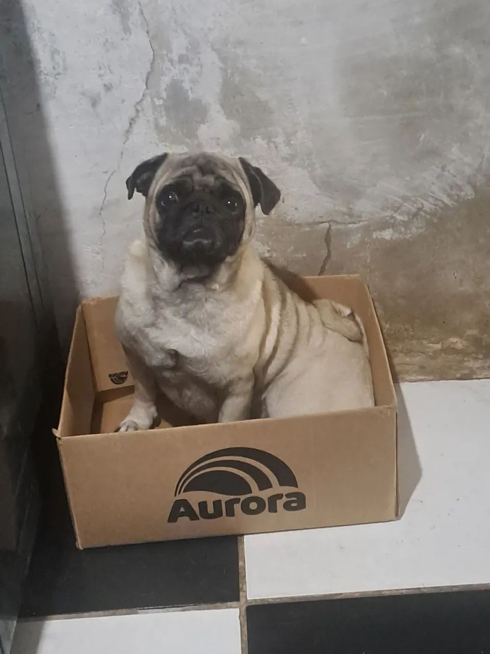 Filhotes pugs - Foto 4