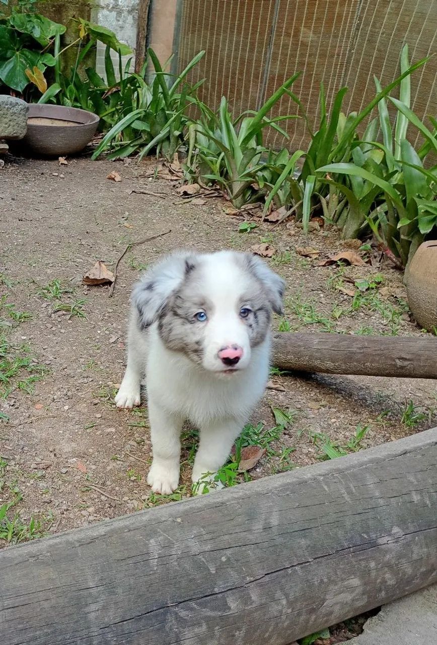 Border collie 2 meses - Foto 2