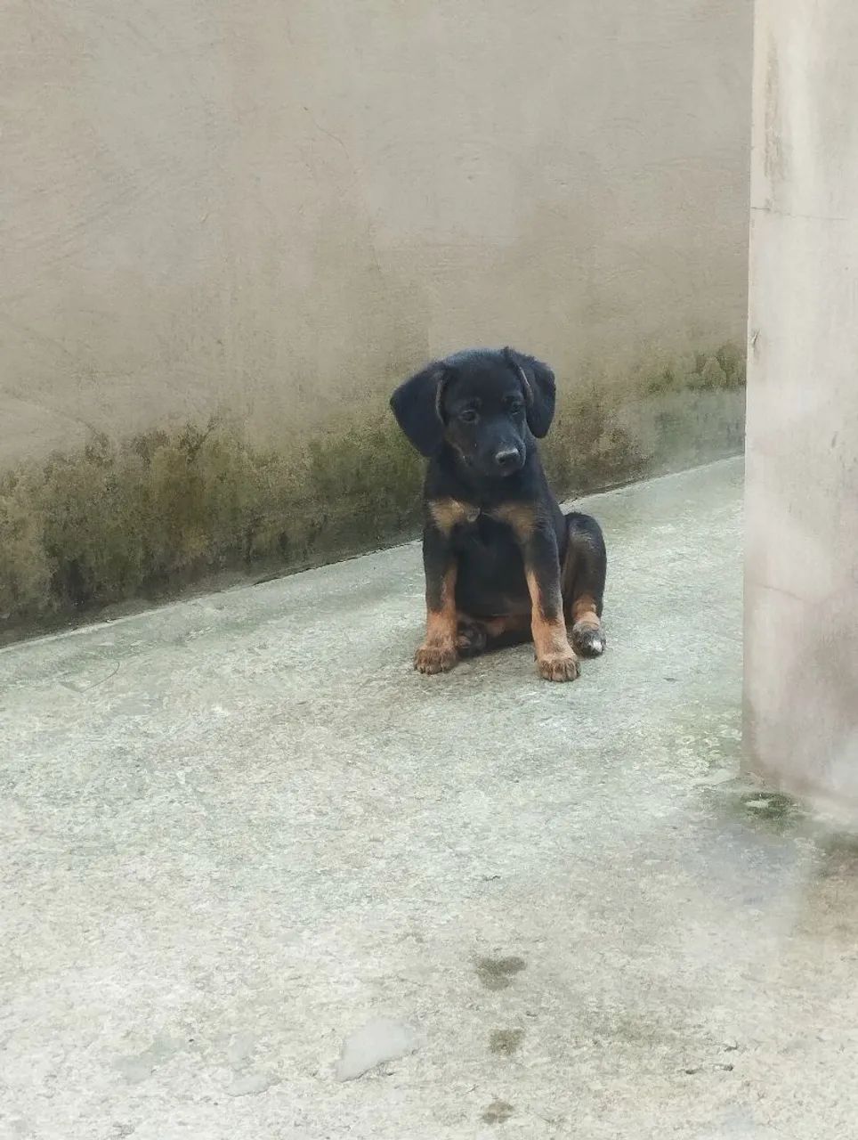 Filhotes para doação  - Foto 4