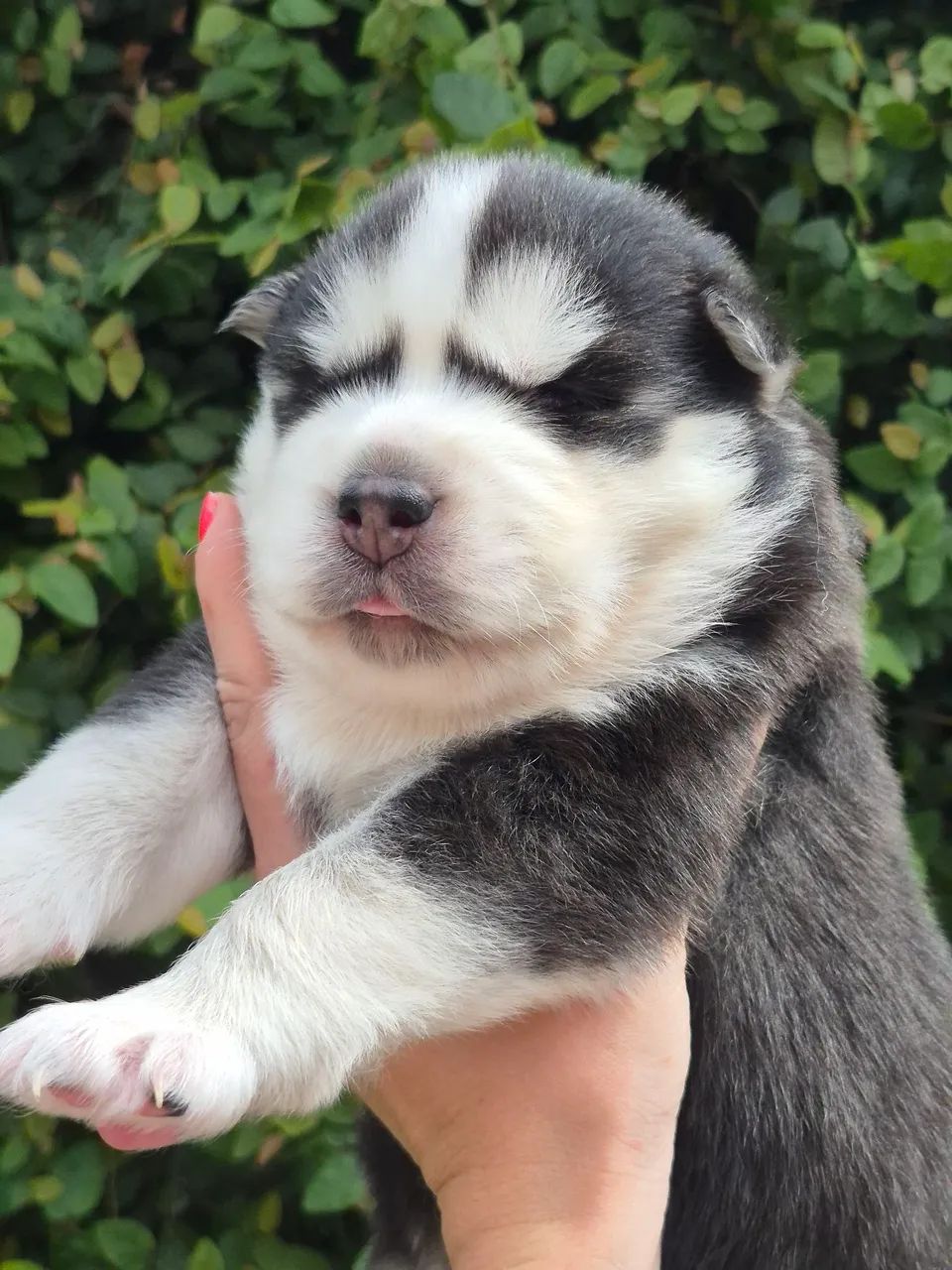 Filhotes husky wooly - Foto 2