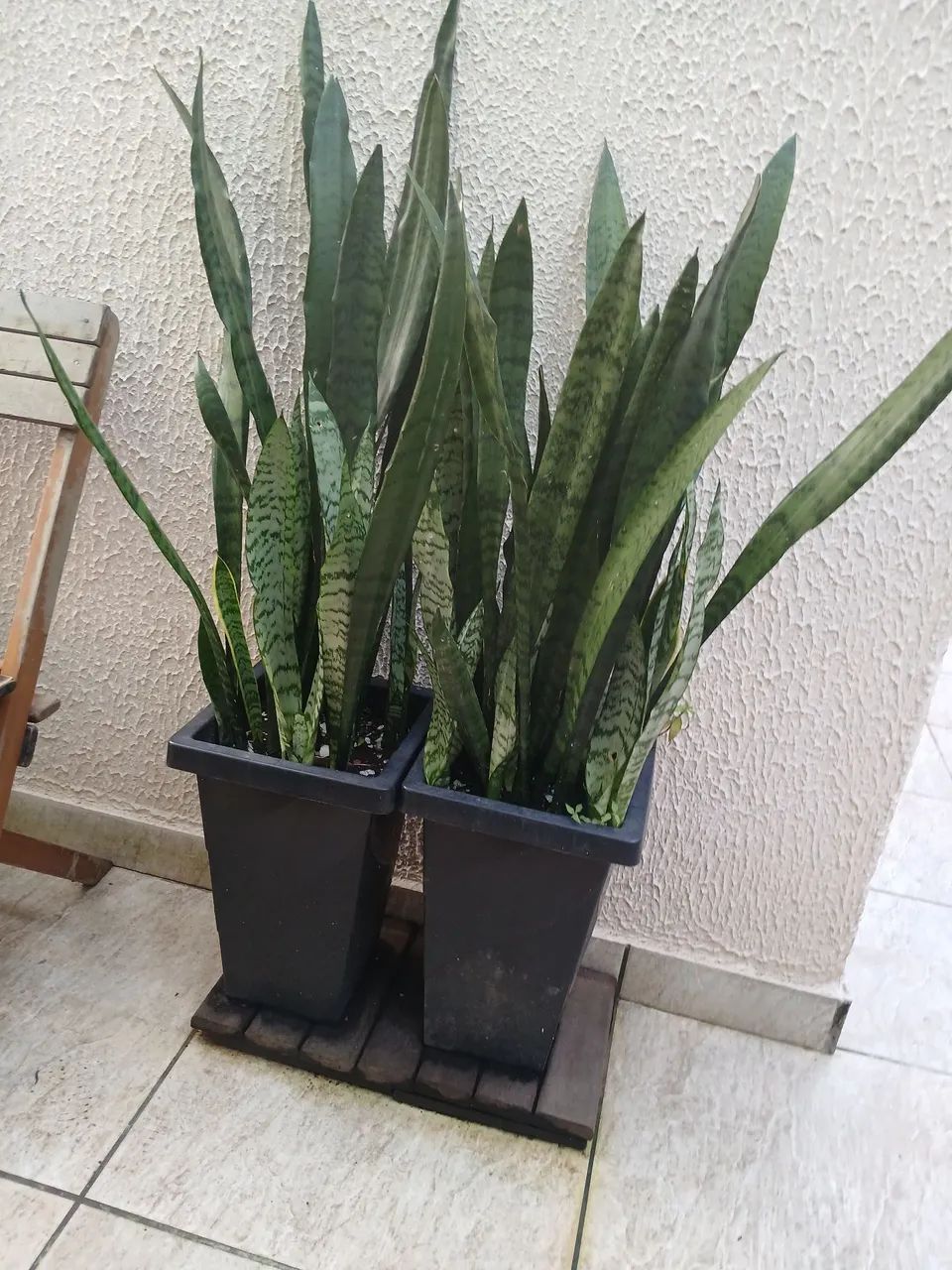 Espada de São Jorge 