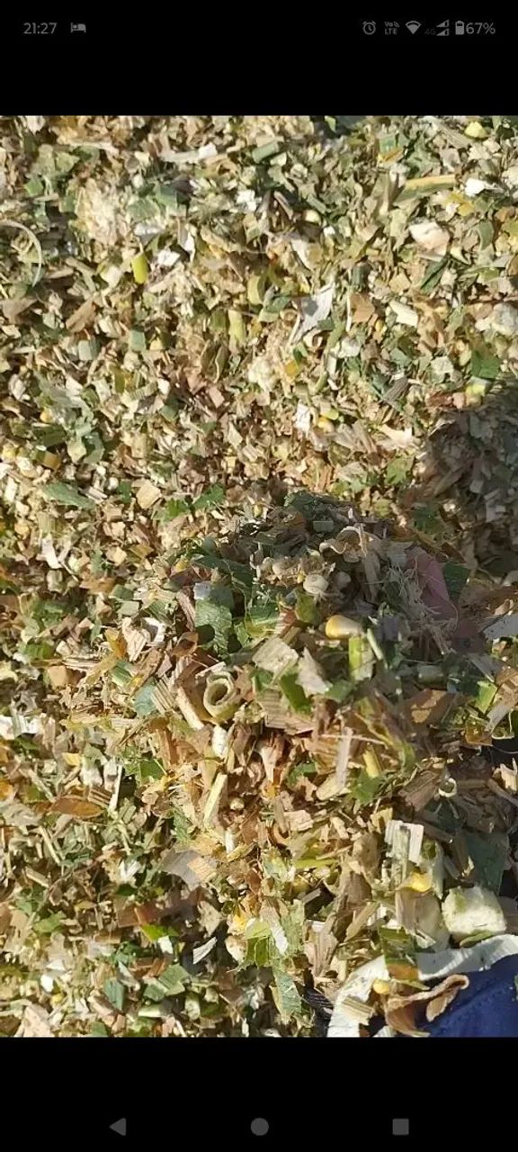 Silagem de milho ensacada 100% grão  - Foto 2