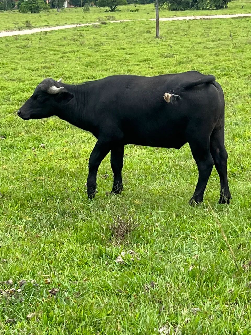 Bufalo macho 1 ano  - Foto 2