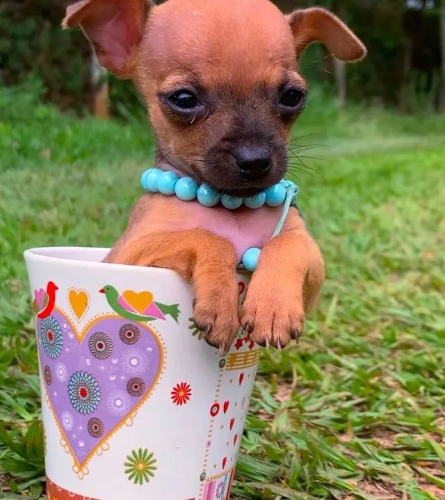 Pinscher 0 miniaturas  - Foto 4