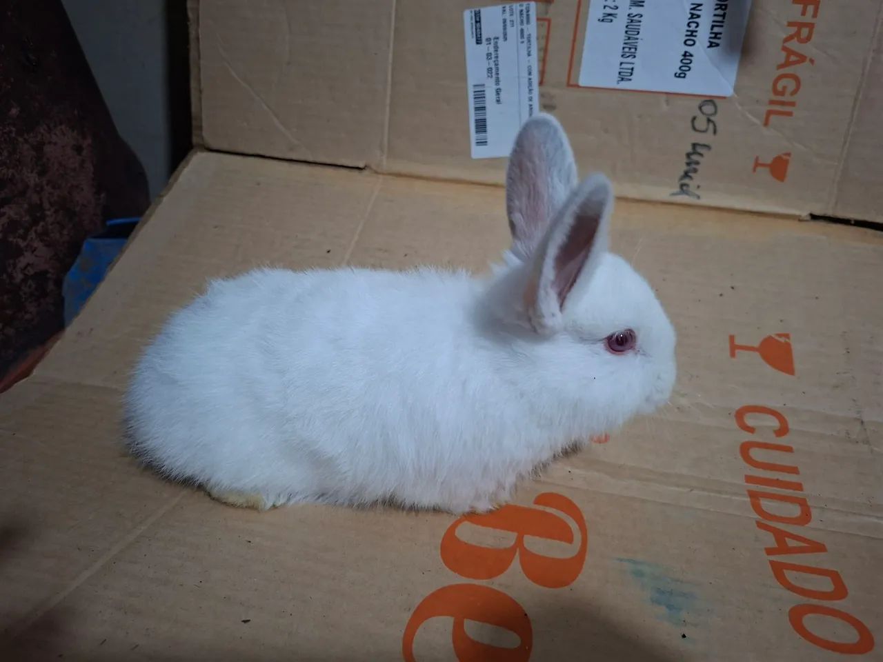 Vendem-se coelhos filhotes - Foto 5