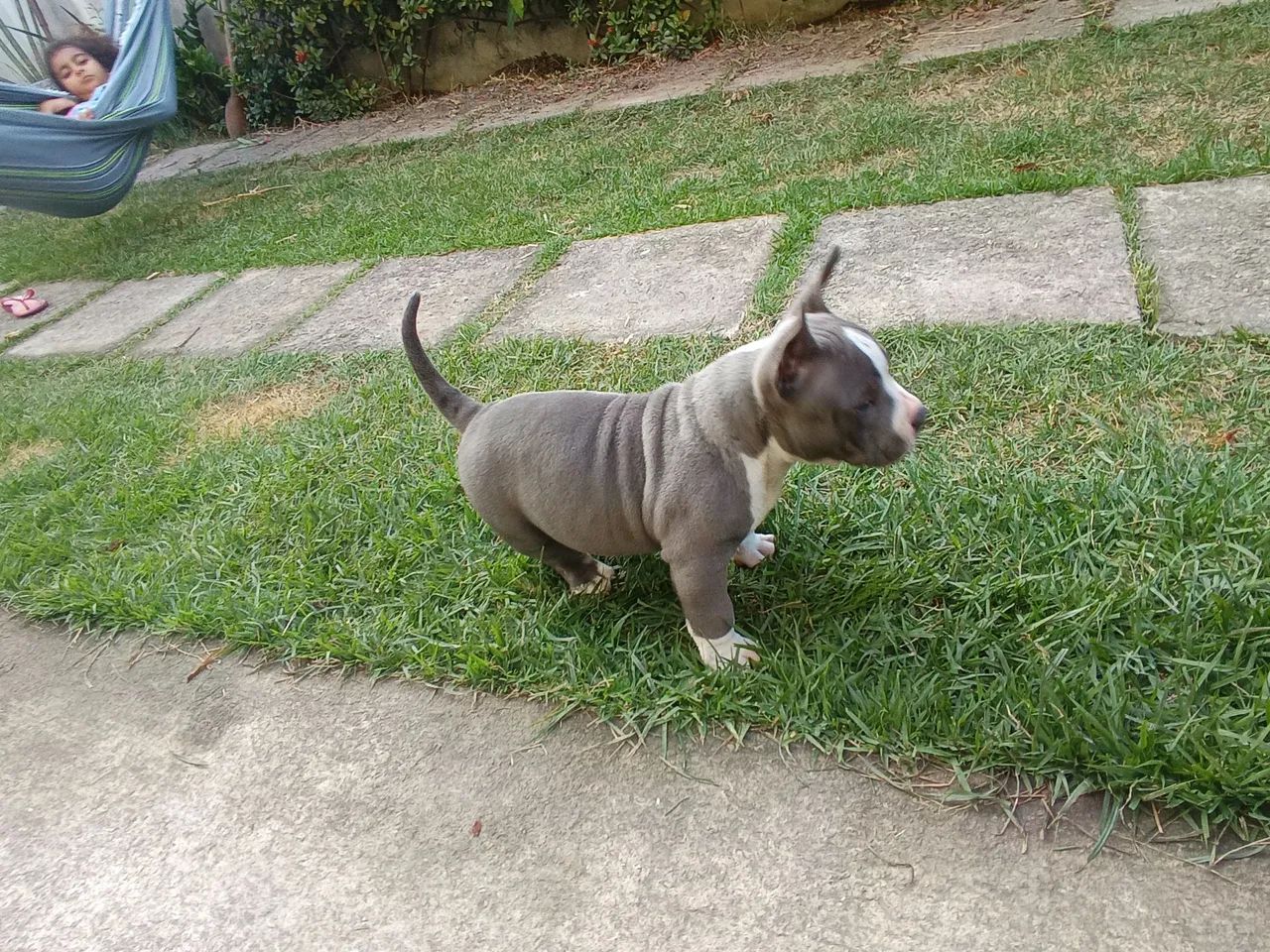 American bully pocket - Foto 3