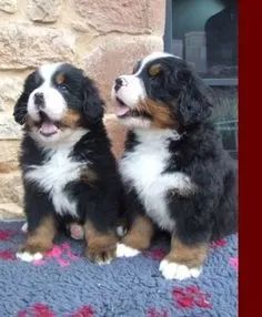 Bernese Mountain Machos e Femeas