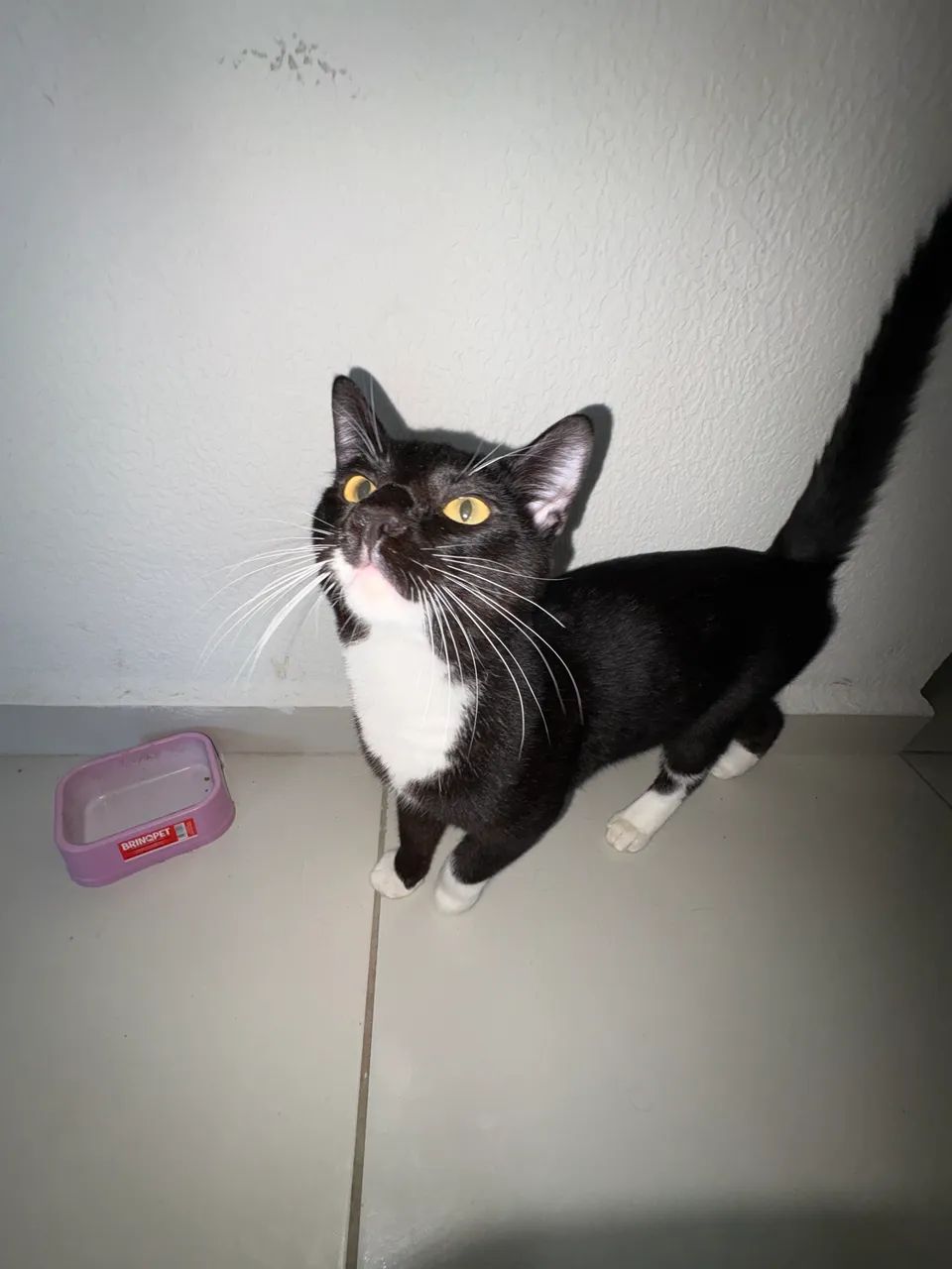 Gatinho carente preto e branco 8 meses - Foto 4
