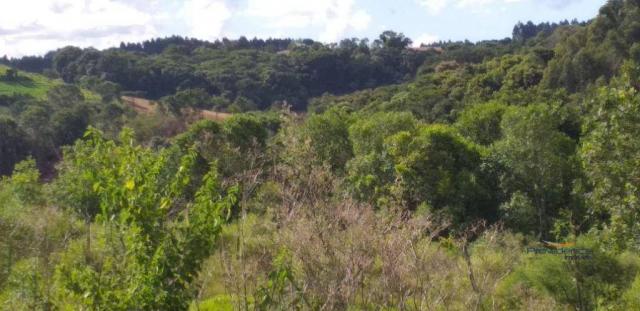 Fazenda à venda, 968000 m² por r$ 2.000.000,00 - fazenda velha - nova laranjeiras/pr - Foto 14