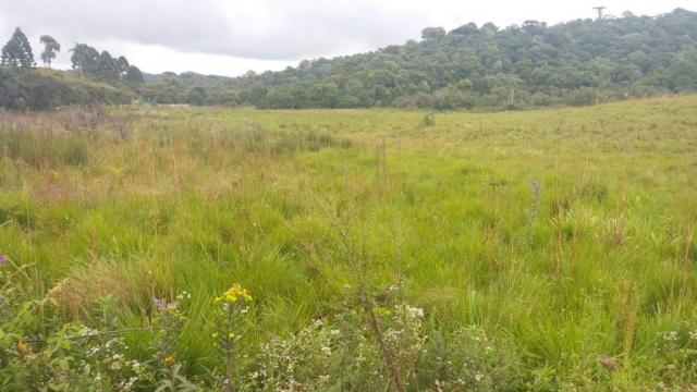 Área à venda, 103000 m² por r$ 700.000,00 - borda do campo - são josé dos pinhais/pr - Foto 5