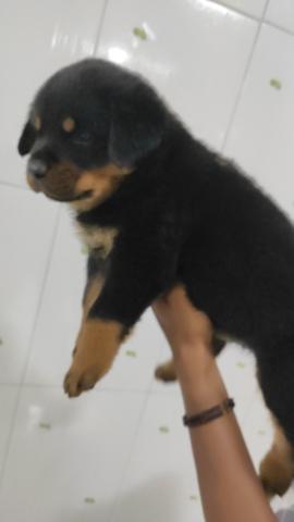 Rottweiler filhotes com 34 dias - Foto 6